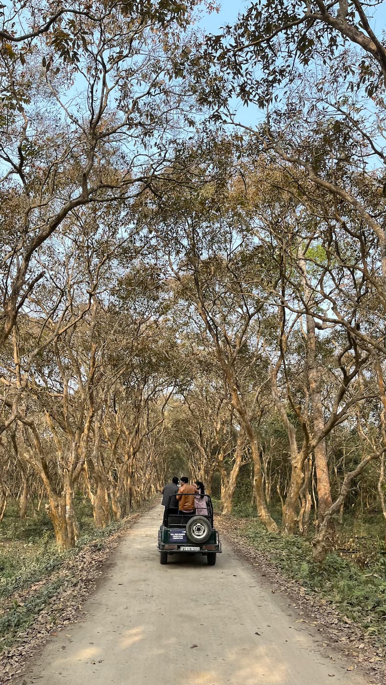 Jeep Safari in Kaziranga