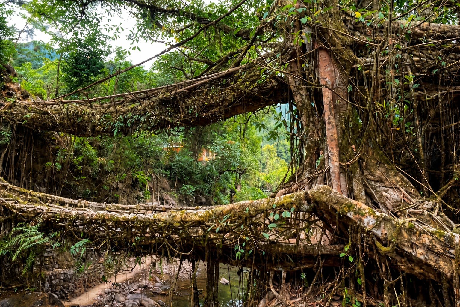 Living Root Bridge